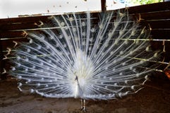 El pavo real blanco disolvió una cola grande y hermosa foto de archivo El pavo real blanco disolvió una cola grande y hermosa foto de archivo