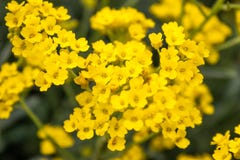 El peque?o primer amarillo de las flores crece en un jard?n al aire libre Primer foto de archivo El peque?o primer amarillo de las flores crece en un jard?n al aire libre Primer foto de archivo