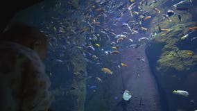 El pequeño niño feliz admiringly mira diversos pescados que naden en un acuario almacen de video El pequeño niño feliz admiringly mira diversos pescados que naden en un acuario almacen de video