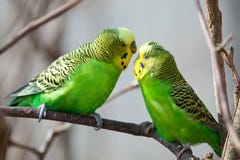 El periquito se sienta en una rama El loro verde-se colorea brillantemente El loro del pájaro es un animal doméstico Loro ondulad fotos de archivo El periquito se sienta en una rama El loro verde-se colorea brillantemente El loro del pájaro es un animal doméstico Loro ondulad fotos de archivo