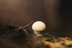 El perlatum conocido como el puffball común, w del Lycoperdon de la seta foto de archivo El perlatum conocido como el puffball común, w del Lycoperdon de la seta foto de archivo