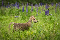 El perrito del lupus de Grey Wolf Canis surge en campo del Lupine Fotos de archivo El perrito del lupus de Grey Wolf Canis surge en campo del Lupine Fotos de archivo