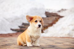 El perrito del pembroke rojo divertido del corgi gal?s camina al aire libre, funcionamiento, divirti?ndose en el parque blanco de fotos de archivo El perrito del pembroke rojo divertido del corgi gal?s camina al aire libre, funcionamiento, divirti?ndose en el parque blanco de fotos de archivo