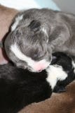 El perrito recién nacido está durmiendo después del oficio de enfermera del perro Fotos de archivo libres de regalías El perrito recién nacido está durmiendo después del oficio de enfermera del perro Fotos de archivo libres de regalías