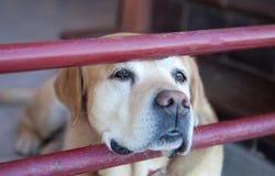 El perro agujereó después de la puerta de su casa imagen de archivo El perro agujereó después de la puerta de su casa imagen de archivo