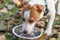 El perro casero traslapa y bebe el agua del cuenco en paseo en el día del otoño fotografía de archivo libre de regalías El perro casero traslapa y bebe el agua del cuenco en paseo en el día del otoño fotografía de archivo libre de regalías