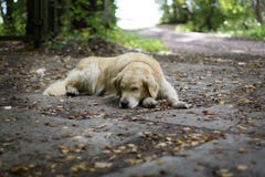 El perro cría un golden retriever que duerme en la tierra en la sombra de un árbol en la caída Imágenes de archivo libres de regalías El perro cría un golden retriever que duerme en la tierra en la sombra de un árbol en la caída Imágenes de archivo libres de regalías