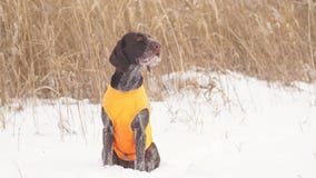 El perro de búsqueda está esperando la señal de comenzar a cazar almacen de video El perro de búsqueda está esperando la señal de comenzar a cazar almacen de video