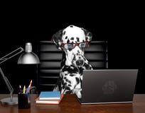 El perro dálmata en vidrios está haciendo un cierto trabajo sobre el ordenador Aislado en negro Fotografía de archivo libre de regalías El perro dálmata en vidrios está haciendo un cierto trabajo sobre el ordenador Aislado en negro Fotografía de archivo libre de regalías