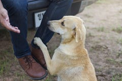 El perro está alcanzando para que sus pies toquen sus pies fotos de archivo libres de regalías El perro está alcanzando para que sus pies toquen sus pies fotos de archivo libres de regalías