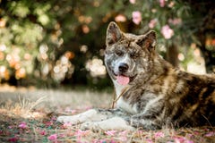 el perro japonés feliz hermoso de Akita del retrato pone en la tierra Bosque verde en fondo foto de archivo el perro japonés feliz hermoso de Akita del retrato pone en la tierra Bosque verde en fondo foto de archivo
