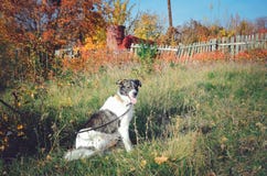 el perro lindo mestizo se sienta en la hierba imagen de archivo libre de regalías el perro lindo mestizo se sienta en la hierba imagen de archivo libre de regalías