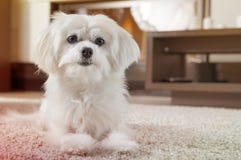 El perro maltés blanco miente en la alfombra imagenes de archivo El perro maltés blanco miente en la alfombra imagenes de archivo
