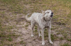El perro perdido salvaje raspa en los transeúntes fotografía de archivo El perro perdido salvaje raspa en los transeúntes fotografía de archivo