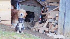 El perro raspa y los perritos en una caja en El perro raspa y los perritos en una caja en