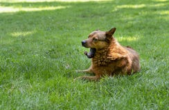 El perro rojo cansado miente bostezando en el prado fotos de archivo libres de regalías El perro rojo cansado miente bostezando en el prado fotos de archivo libres de regalías