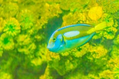 El pescado azul real pacífico lindo del sabor (hepatus de Paracanthurus) es swi fotos de archivo El pescado azul real pacífico lindo del sabor (hepatus de Paracanthurus) es swi fotos de archivo