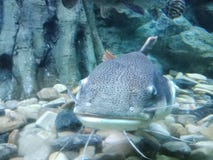 El pescado es hueso presionado los pescados encontró en características del agua dulce y del mar fotografía de archivo libre de regalías El pescado es hueso presionado los pescados encontró en características del agua dulce y del mar fotografía de archivo libre de regalías