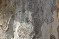 El pino de Bunge/pino del lacebark/bungeana blanco-raspado del pinus del pino fotos de archivo libres de regalías El pino de Bunge/pino del lacebark/bungeana blanco-raspado del pinus del pino fotos de archivo libres de regalías