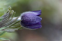 El Pulsatilla Montana de la flor de pasque foto de archivo El Pulsatilla Montana de la flor de pasque foto de archivo