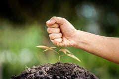 El puño de la mano rompió el árbol joven Foto de archivo libre de regalías El puño de la mano rompió el árbol joven Foto de archivo libre de regalías