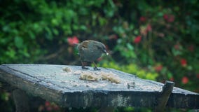 El pájaro aterriza en la tabla y come el pan El pájaro aterriza en la tabla y come el pan