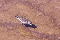 El pájaro camina en rocas con el agua hirvienda fotos de archivo El pájaro camina en rocas con el agua hirvienda fotos de archivo