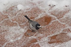 El pájaro está buscando la comida en la nieve fotografía de archivo libre de regalías El pájaro está buscando la comida en la nieve fotografía de archivo libre de regalías