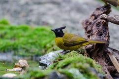 El pájaro nombró Bulbul Negro-con cresta en naturaleza foto de archivo El pájaro nombró Bulbul Negro-con cresta en naturaleza foto de archivo