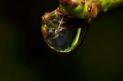 El resto de las gotas de agua que se pegan y cuelgan en las flores y las hojas imagen de archivo libre de regalías El resto de las gotas de agua que se pegan y cuelgan en las flores y las hojas imagen de archivo libre de regalías
