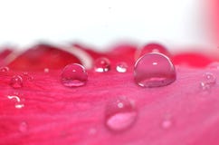 El resto de las gotas de agua que se pegan y cuelgan en las flores y las hojas imagenes de archivo El resto de las gotas de agua que se pegan y cuelgan en las flores y las hojas imagenes de archivo