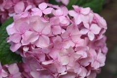 El rosa florece el primer Rocío de la mañana imagen de archivo libre de regalías El rosa florece el primer Rocío de la mañana imagen de archivo libre de regalías