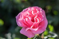 El rosa subi? durante la primavera 2019 en un jard?n imagenes de archivo El rosa subi? durante la primavera 2019 en un jard?n imagenes de archivo