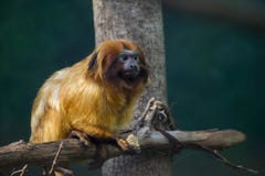 El rosalia de oro de Leontopithecus del tamarin del león come imagen de archivo libre de regalías El rosalia de oro de Leontopithecus del tamarin del león come imagen de archivo libre de regalías