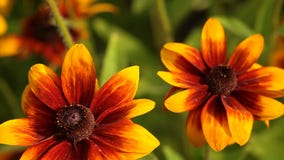 El rudbeckia o el negro amarillo brillante observó las flores de Susan en el jardín almacen de video El rudbeckia o el negro amarillo brillante observó las flores de Susan en el jardín almacen de video