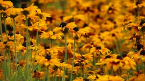 El rudbeckia o el negro amarillo brillante observó las flores de Susan en el jardín almacen de metraje de vídeo El rudbeckia o el negro amarillo brillante observó las flores de Susan en el jardín almacen de metraje de vídeo