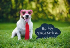 El saludo de la tarjeta de las tarjetas del día de San Valentín con el lazo y los vidrios que llevan del perro al lado de la insc fotografía de archivo libre de regalías El saludo de la tarjeta de las tarjetas del día de San Valentín con el lazo y los vidrios que llevan del perro al lado de la insc fotografía de archivo libre de regalías
