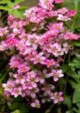 El Saxifraga rosado Galés subió crecimiento de flores en un jardín de rocalla, jardín alpino fotografía de archivo libre de regalías El Saxifraga rosado Galés subió crecimiento de flores en un jardín de rocalla, jardín alpino fotografía de archivo libre de regalías