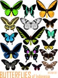 El sistema del vector de mariposas de Indonesia aisló en blanco stock de ilustración El sistema del vector de mariposas de Indonesia aisló en blanco stock de ilustración