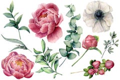 El sistema floral de la acuarela con las flores y el eucalipto ramifican Peonía, anémona, bayas pintadas a mano y hojas aisladas stock de ilustración El sistema floral de la acuarela con las flores y el eucalipto ramifican Peonía, anémona, bayas pintadas a mano y hojas aisladas stock de ilustración