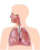 El sistema respiratorio libre illustration El sistema respiratorio libre illustration