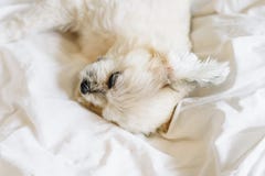 El sueño dulce del perro miente en una cama del velo blanco fotos de archivo libres de regalías El sueño dulce del perro miente en una cama del velo blanco fotos de archivo libres de regalías