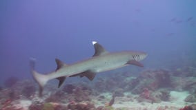 El tiburón nada en el borde del filón en busca de la comida almacen de video El tiburón nada en el borde del filón en busca de la comida almacen de video
