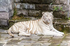 El tigre blanco o el tigre blanqueado es una variante de la pigmentación del tigre de Bengala imagen de archivo El tigre blanco o el tigre blanqueado es una variante de la pigmentación del tigre de Bengala imagen de archivo
