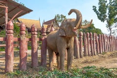 El tocar la trompeta del elefante Elefante que ruge fotos de archivo El tocar la trompeta del elefante Elefante que ruge fotos de archivo