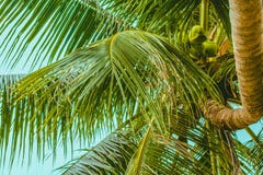 El top de la palmera y del tronco torcido fotografía de archivo libre de regalías El top de la palmera y del tronco torcido fotografía de archivo libre de regalías