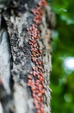 El tronco de un álamo viejo se convirtió en un camino para mil pequeños insectos El ejército el firebug va encima del tronco Foco foto de archivo El tronco de un álamo viejo se convirtió en un camino para mil pequeños insectos El ejército el firebug va encima del tronco Foco foto de archivo