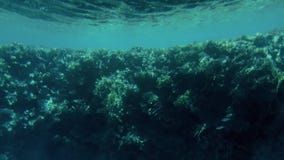 el v?deo 4k hizo del submarino de paisajes subacu?ticos hermosos Arrecife de coral y pescados tropicales que nadan metrajes el v?deo 4k hizo del submarino de paisajes subacu?ticos hermosos Arrecife de coral y pescados tropicales que nadan metrajes