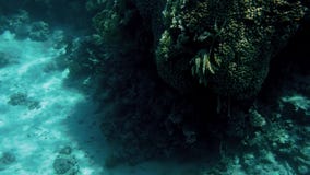el v?deo 4k hizo del submarino de paisajes subacu?ticos hermosos Arrecife de coral y pescados tropicales que nadan metrajes el v?deo 4k hizo del submarino de paisajes subacu?ticos hermosos Arrecife de coral y pescados tropicales que nadan metrajes