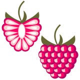 El vector da fruto ejemplo Iconos detallados de la frambuesa, entero y medio, aislada sobre el fondo blanco stock de ilustración El vector da fruto ejemplo Iconos detallados de la frambuesa, entero y medio, aislada sobre el fondo blanco stock de ilustración